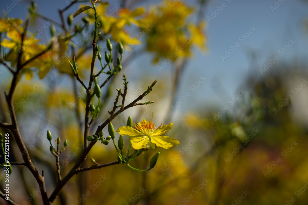 Blossom yellow flowers of peach with drops of vietnam.Ochna integerrima (Hoa Mai) tree with lucky money. Traditional culture on Tet Holiday in Vietnam. Tet in photo mean Happy New Year and Peace. Blossom yellow flowers of peach with drops of vietnam.Ochna integerrima (Hoa Mai) tree with lucky money. Traditional culture on Tet Holiday in Vietnam. Tet in photo mean Happy New Year and Peace.