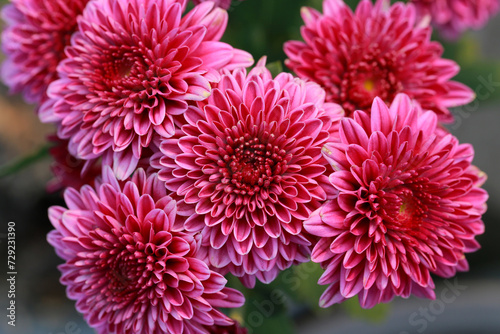 Abstract pink zinnia flower on white background. chrysanthemum flowers in the garden. picture for art work design  add text message  valentine greeting card.