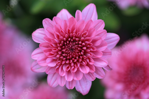 Abstract pink zinnia flower on white background. chrysanthemum flowers in the garden. picture for art work design  add text message  valentine greeting card.