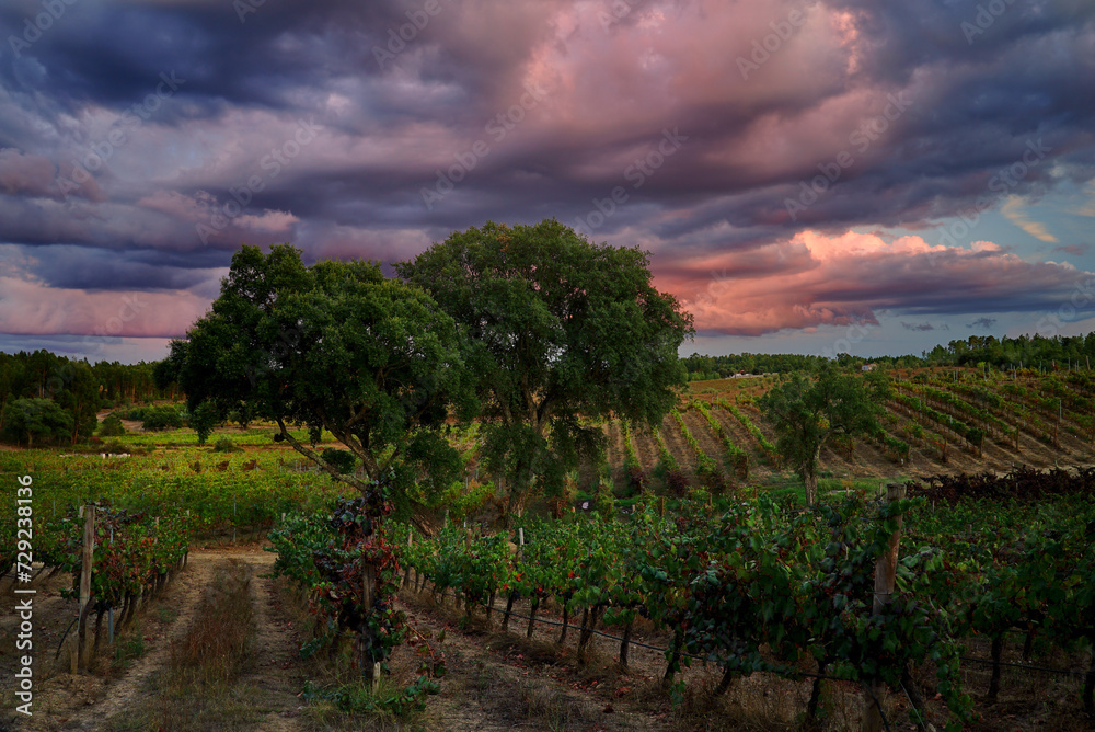 The beauty of the vineyard under a cloudy sky, Sardoal, Abrantes, Portugal
