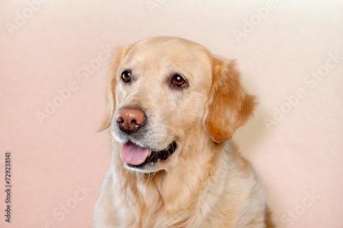Cute smart dog pet posing on background © BillionPhotos.com