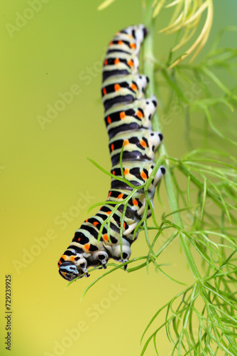 A single Papilio machaon caterpillar gracefully traverses the delicate fronds of a plant, set against a smooth lime green backdrop photo