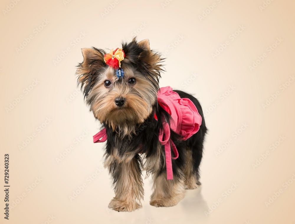 Cute smart dog pet posing on background Cute smart dog pet posing on background