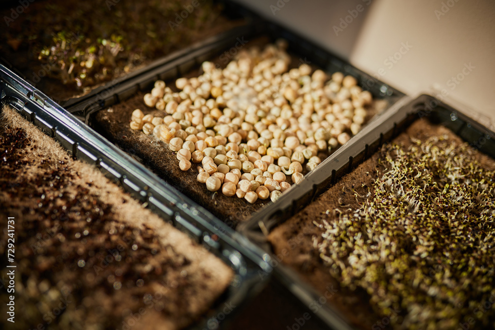 The process of making microgreen sandwiches. The process of making microgreen sandwiches.