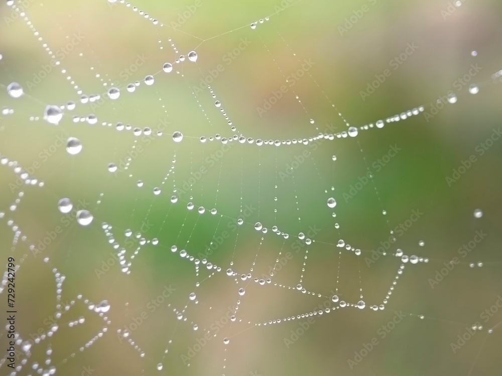 spider web with dew drops