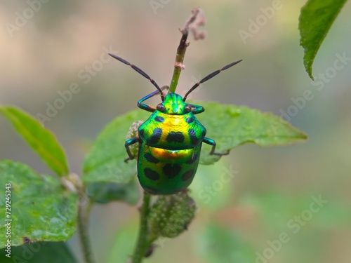 insect, beetle, bug, nature, macro, fly, animal, leaf, closeup, black, wildlife, pest, red, summer, plant, flower, close-up, wasp, fauna, antenna, detail, wing, entomology, yellow, insects