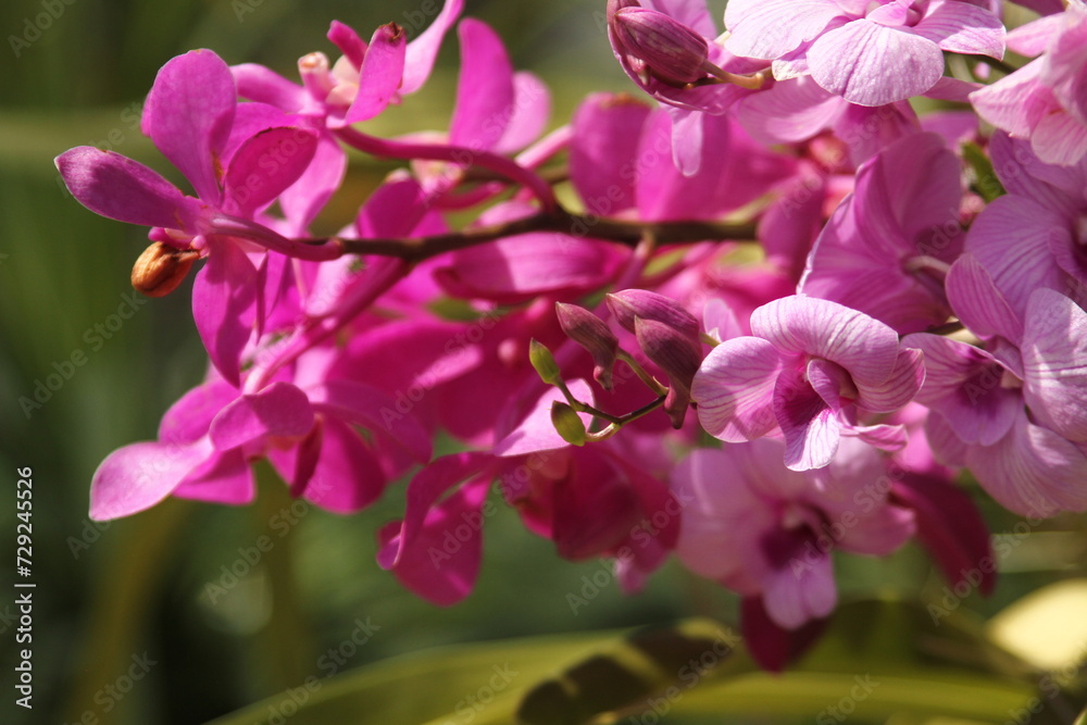 Obraz premium pink and white flowers