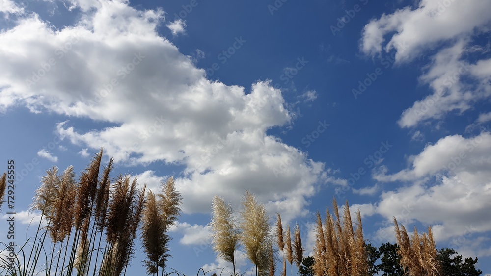 Obraz premium clouds over the field