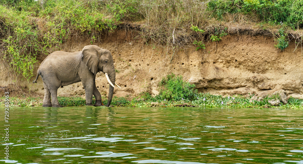 Fototapeta premium Elephant in Kazinga Channel. Uganda 