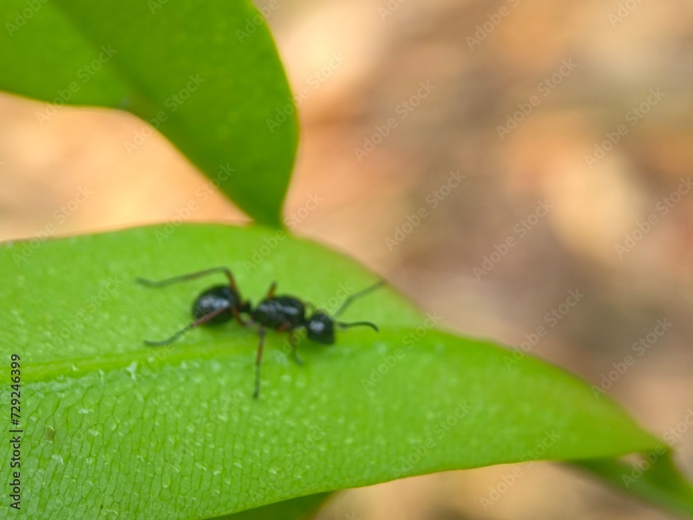 Naklejka premium insect, nature, leaf, macro, bug, animal, fly, beetle, closeup, spider, insects, plant, wildlife, grass, wild, close-up, brown, ant, fauna, close, pest, animals, eye, flower, small