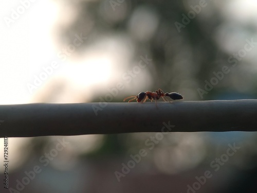 tree, nature, insect, macro, ant, branch, closeup, flower, bug, red, spider, spring, green, plant, leaf, animal, wood, ants, bee, wild, detail photo