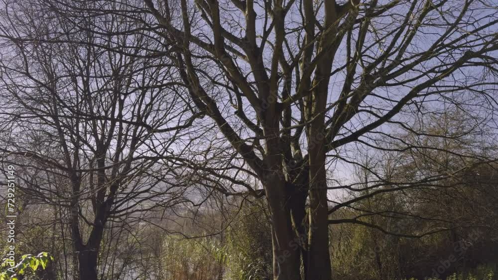 Majestic Bare Tree Against Winter Blue Sky Majestic Bare Tree Against Winter Blue Sky
