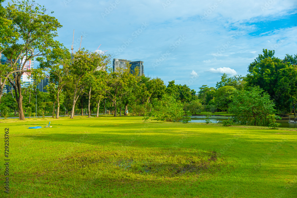 Green meadow grass in city public forest park with tree sky sunset light Green meadow grass in city public forest park with tree sky sunset light