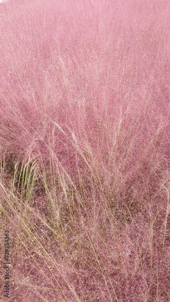 Fototapeta premium Pink Muhly that resembles lavender