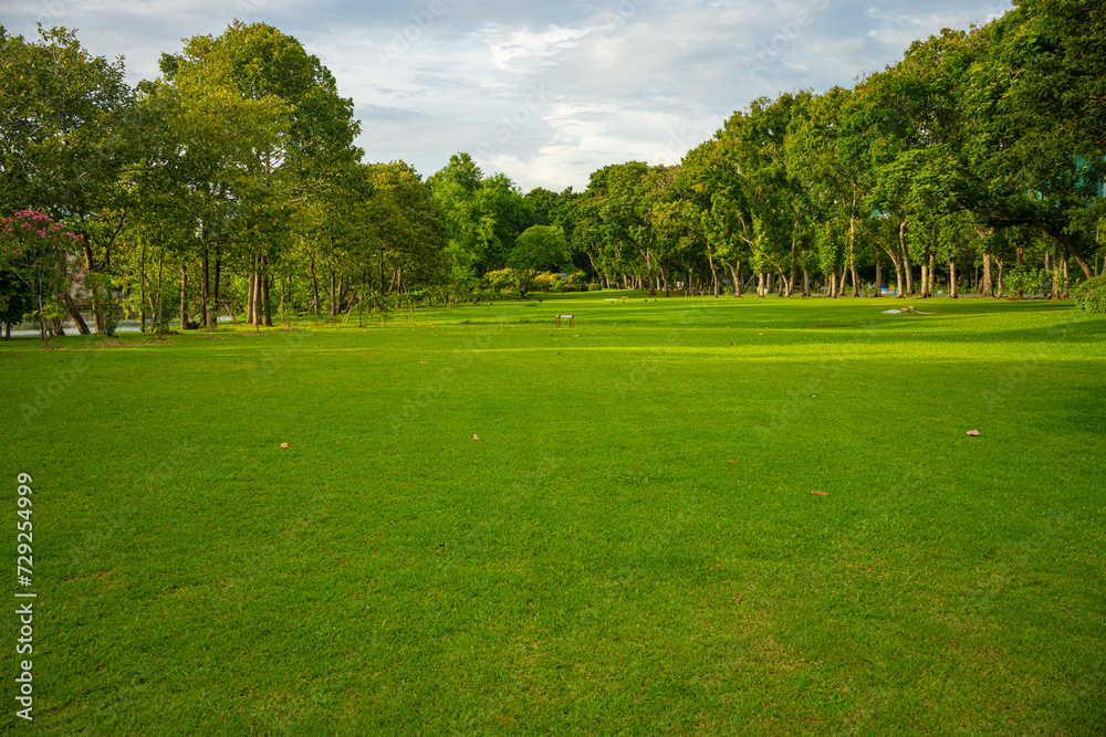 Fototapeta premium Green meadow grass in city public forest park with tree sky sunset light
