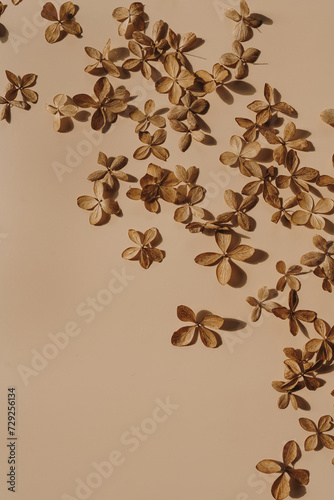 Dry star flowers on neutral tan beige background. Aesthetic minimal floral composition
