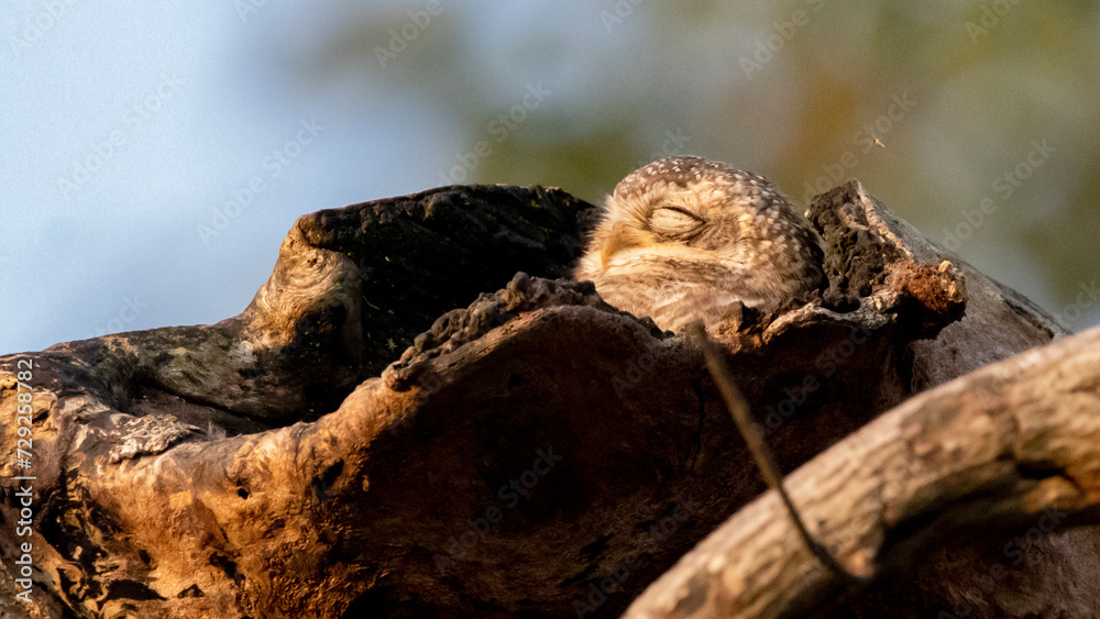 Sleepy Owl Sleepy Owl