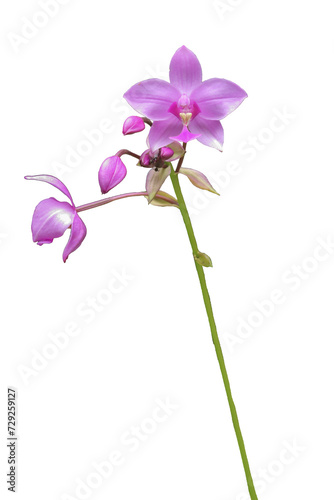 close up of Spathoglottis plicata Blume orchid flower isolated transparent background png