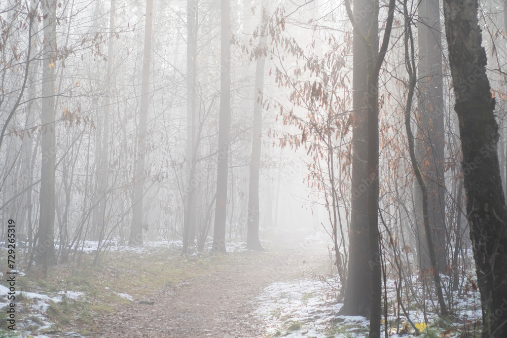 Autumn forest in the early morning. Heavy fog in the park. Dirt road between trees. Autumn forest in the early morning. Heavy fog in the park. Dirt road between trees.
