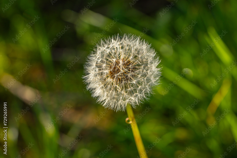 Im Garten und in der Natur: Eine Im Garten und in der Natur: Eine