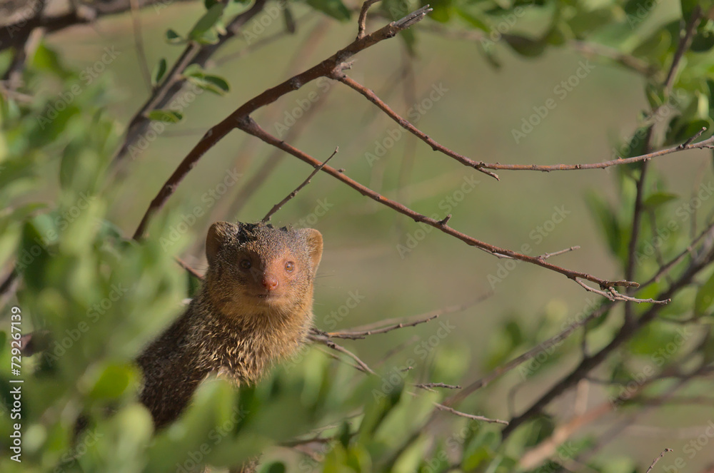 front profile of cute and shy common dwarf mongoose standing alert in the wild bushes of tarangire national park, tanzania front profile of cute and shy common dwarf mongoose standing alert in the wild bushes of tarangire national park, tanzania