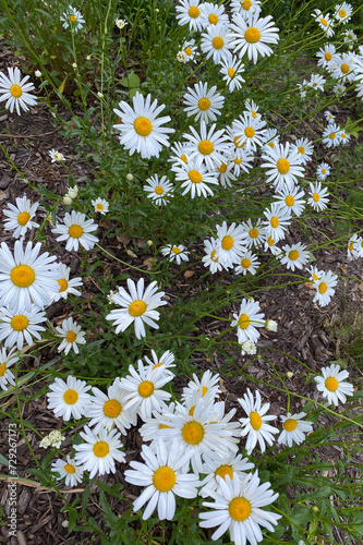 Daisies flowers petals portrait