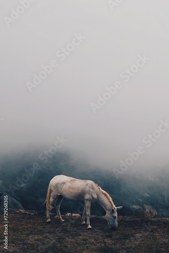 Fototapeta Naklejka Na Ścianę i Meble -  lonely white horse in the middle of the fog
