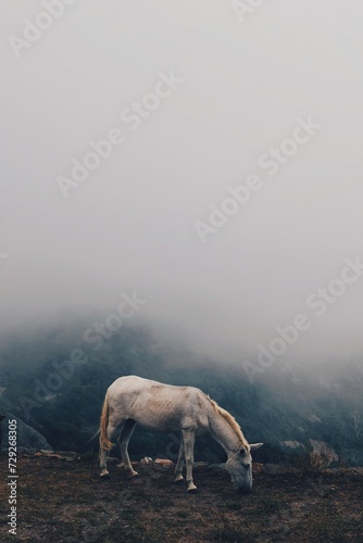 lonely white horse in the middle of the fog