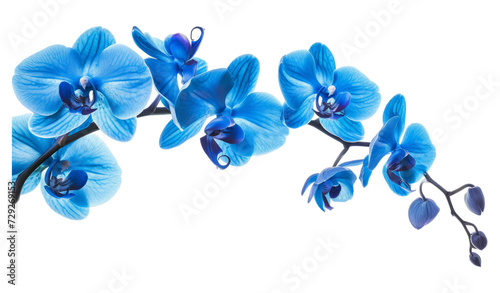 Orchid branch with blue flowers