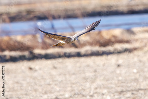 狩りのために飛翔する美しいウスハヤブサ（ハヤブサ科）。  日本国栃木県栃木市、渡良瀬遊水地にて。 ラムサール条約登録地。 2024年2月3日撮影。  Beautiful USU-Peregrine Falcon (Subspecies of falcons) (Falco peregrinus calidus, family comprising Falco falcons) in flight  © d3_plus