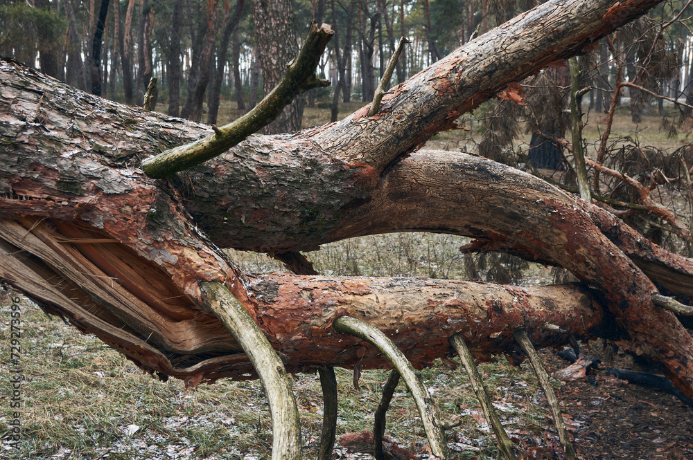 In the forest, due to the wind, an adult pine tree broke and fell, the interweaving of thick branches creates an abstract picture, in some areas of the trunk the bark flew off In the forest, due to the wind, an adult pine tree broke and fell, the interweaving of thick branches creates an abstract picture, in some areas of the trunk the bark flew off
