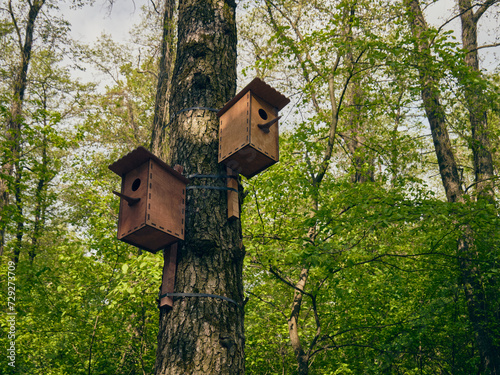 A birdhouse is attached to the trunk of an adult pine tree, there is forest and lush greenery all around, the birdhouses will become a cozy home for birds
