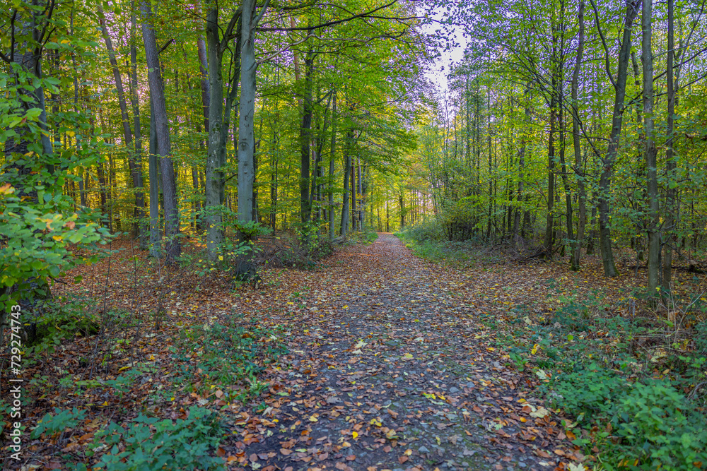 Fotospaziergang durch den Wald im November 2022 Fotospaziergang durch den Wald im November 2022