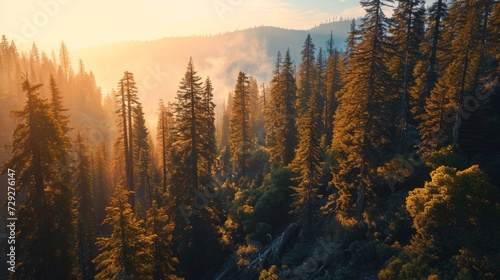 Towering redwoods, drone's perspective, sun on horizon, dense woodland, immersive and detailed sunset over Sequoia Park Generative AI