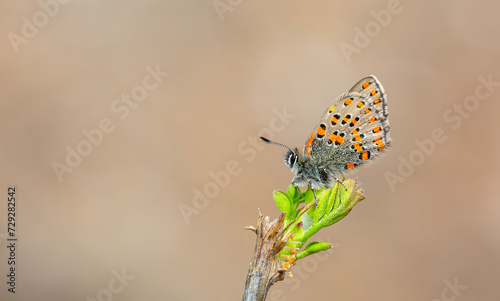 tiny dotted butterfly on a dry tree, Akbes hairstreak, Tomares nesimachus photo