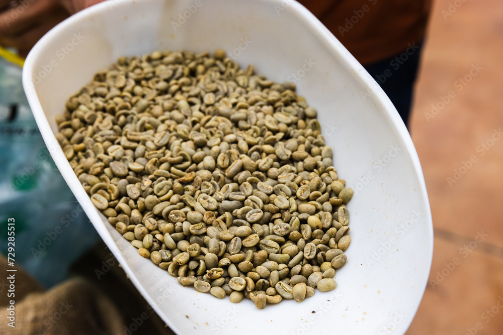 Selective Arabica coffee, green seeds are in white plastic scoop, close up photo Selective Arabica coffee, green seeds are in white plastic scoop, close up photo