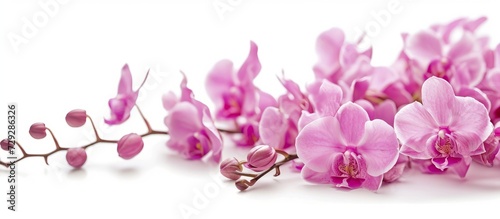 Selective focus is used on white background with copyspace for isolated orchid flowers.