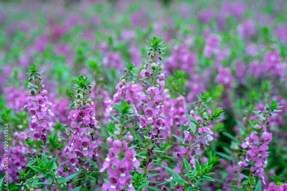 Lavender has become a symbol of serenity, sophistication and romance.Lavender has slender and thin leaves, gray-green or green in color Lavender has become a symbol of serenity, sophistication and romance.Lavender has slender and thin leaves, gray-green or green in color