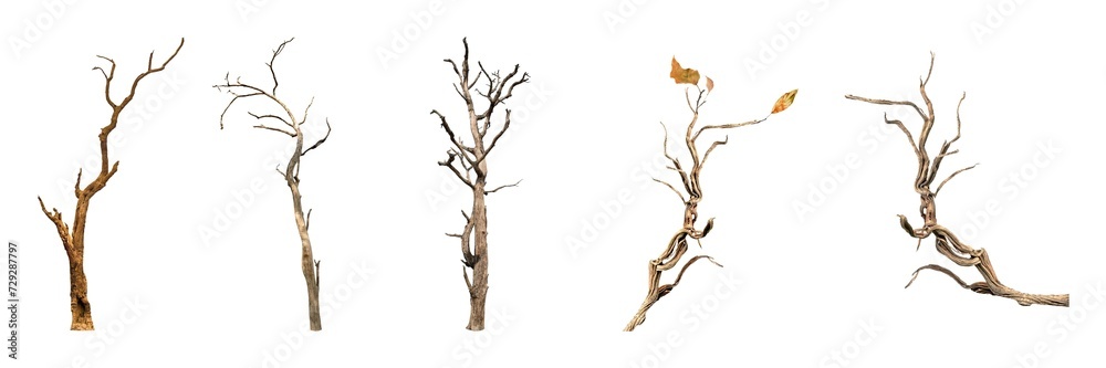 Dead tree branch isolated on a white background - obrazy, fototapety, plakaty 