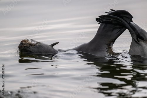 sea lions on the beach near the water on the Namibian coast of Swakopmund