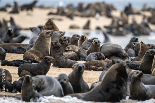 sea lions on the beach near the water on the Namibian coast of Swakopmund © константин константи