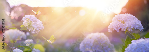 Fotografie spring blooming park, pink flower with morning sunlight, idyllic spring background with blooming hydrangea bushes and flying butterflies in the garden
