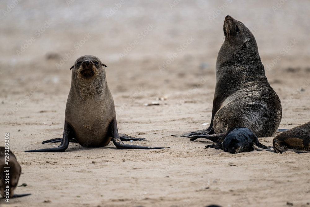 Fototapeta premium sea lions on the beach near the water on the Namibian coast of Swakopmund