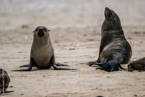 sea lions on the beach near the water on the Namibian coast of Swakopmund