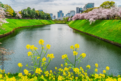 春の千鳥ヶ淵【東京都・千代田区】　
Tokyo's famous cherry blossom spot 