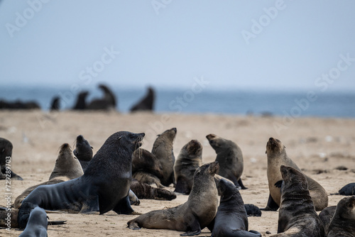 sea lions on the beach near the water on the Namibian coast of Swakopmund photo