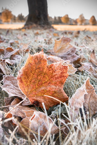 Detailed nature image of frost on autumn fall leaves