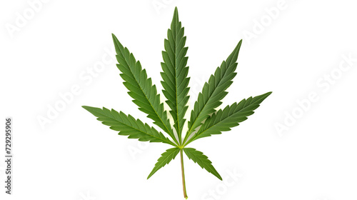 close-up leaf medical marijuana (hemp, cannabis) isolated on white background.