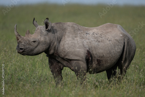 giant black rhinoceroses in their natural environment in a national park in Kenya