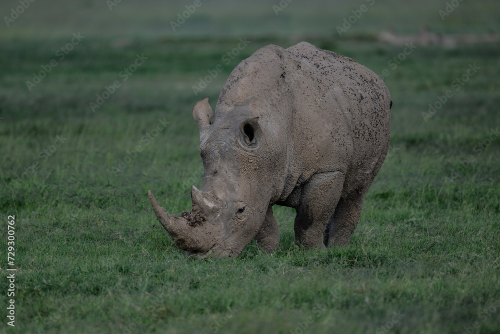 giant black rhinoceroses in their natural environment in a national park in Kenya giant black rhinoceroses in their natural environment in a national park in Kenya